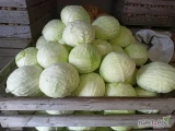 Sprzedam kapuste białą we workach luzem  i szatkowaną kaliber rózny jaki kto potrzebuje od 1,5 kg do4kg ,i od 4 do 7kg duze ilosci ceny...