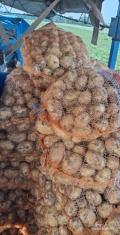 Sprzedam ziemniaki Colomba lub Avanti  najchętniej worek 15 kg cena do uzgodnienia ilosci różne większe I mniejsze według...