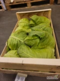 Do sprzedania ilości hurtowe portugalskiej kapusty szpic, kaliber 8/10 szt. Średnia waga netto- 10 kg. Dostępna ilość około 680 op....