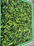 Sprzedam ogorek z własnej plantacji do 12cm Odmiana Monisia. Codzienny zbiór.  Pakowane w skrzyniopalety. Posiadam certyfikat 