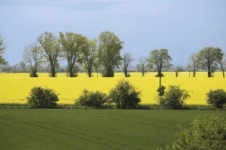 Nietypowy sezon - rzepak