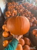 Sprzedam dynię halloween kaliber 2-10kg towar bardzo ładny, zdrowy, wybarwiony ilość koło 10-15 ton 