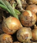 Nasiona cebuli Senshyu Yellow zimowa, Rijnsburger 5, Sherpa F1 oraz Hoza Zaden Bv Holandia . Bezpośrednia sprzedaż nasion,