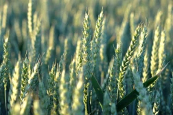 IZ-P: 1400 złotych za tonę zatrzymało eksport pszenicy?