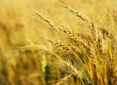 Jakie prognozy dla unijnego rynku zbóż?