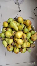 Sprzedajemy gruszkę listopadową (Ksenya) na potrzeby przemysłu alkoholowego.