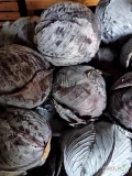 Mam na sprzedaż około 8 ton czerwonej kapusty odmiana Futurima. Wielkość głowek od 3kg do 4,5 kg.