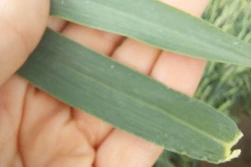 Krzem i ochrona liścia flagowego