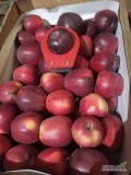 Rubinstar,Szampion , Cortland. Klasa 1- trzy wielkości . Cena 20, 30 i 35 za uniwersalkę. Odbiór z Krobowa k.  Grójca . Możliwy dowóz...