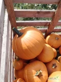 Sprzedam dynie  typ Halloween  