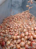 Cebula ŻÓŁTA NA WOREK I DO OBIERANIA, 60%-70%6+ Ilości tirowe, import, dostawa do klienta w całej Polsce. Co tydzień nowe oferty do...