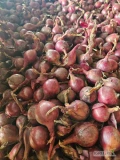 Sprzedam ok 1.5 tony drobnej cebuli czerwonej kaliber 3.5-4.5 