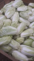 Sprzedam drobną kapustę pekińską o kalibrze poniżej 0,6 kg. Cena 1.3 zł/kg do negocjacji. Więcej informacji pod telefonem. 