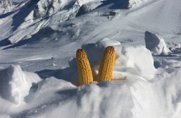 Nawozy donasienne – przeciwdziałanie skutkom suszy w uprawie kukurydzy