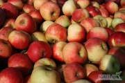 Skup jabłek przemysłowych z całej Polski! Cena zawiera dostawę na Węgry! Zainteresowanych współpracą proszę o kontakt!