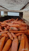 Sprzedam odsort marchwi, świeżo płukany bez zgniłych