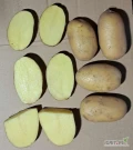 Sprzedam ziemniaki Queen Anna, zdrowe bez parcha. Luzem lub w skrzynie. Ostatnie 60ton. Cena 0,23zł/kg luz.