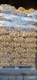 Sprzedam 560 worków ziemniaków żółtych, odmiana soraya, kaliber +4,5cm, z jasnej ziemi. Na paletach po 70 worków. Towar lux.
