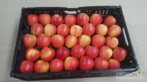 Sprzedam jabłko Gala Royal, Red Pinova w dowolne opakowanie jabłko jedrność około 5.5