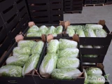 Sprzedam kapuste pekińską kaliber 800-1700 i kaliber 1500-2000g 