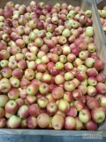 Sprzedam jabłko Szampion kaliber 6-7,5 z Ka w dowolne opakowanie ilość 10 ton