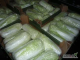 Sprzedam ladna kapuste pekinska Kaliber 0.8-1.8kg możliwość robienia na kilogramy lub sztuki opakowanie do uzgodnienia cena...