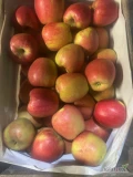 Sprzedam 65 skrzynek grubego jabłka Szampion koliber od 9.5+.