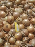 Sprzedam cebulę żółtą na obieranie i na worek sucha zdrowa