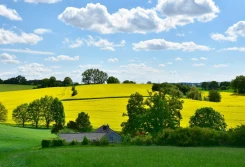 Duża przecena kontraktów rzepakowych