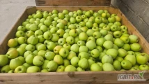 Sprzedam 150 ton Golden Delicious Reinders za wage w skrzyni. Kaliber 7+ , przygotowane do przechowalnictwa GEOXE 