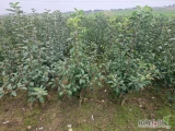 Sprzedam drzewka owocowe na sezon 2025 2026