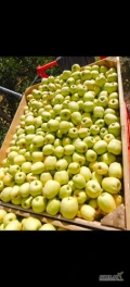 Sprzedam jabłko z Ka+ fresh .Odmiany: Idared, Jonagold, Golden, Prince , Jeronimo. Za wagę w skrzyni