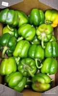 PAPRYKA ZIELONA 