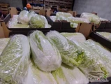 Kupię kapustę pekińska zielona w karton od 07-1.7 kilo płatność gotowka