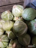 Sprzedam kapustę białą jakość marketowa bez czyszczenia opakowanie dowolne posiadam transport