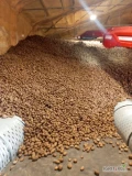 Kupię ziemniaki jadalne żółte ładne czyste Kal 45/90cm dobrze odebrane bez zielonych TYLKO LUZ do końca tygodnia potrzebuje 105 ton....