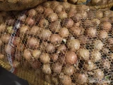 Sprzedam cebule drobną kaliber 3-4 niefazorowana około 1300kg 