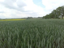 Pszenica - efektywne wykorzystanie azotu