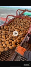 Sprzedam ziemniaki Soraya, Corina ilości tirowe. 