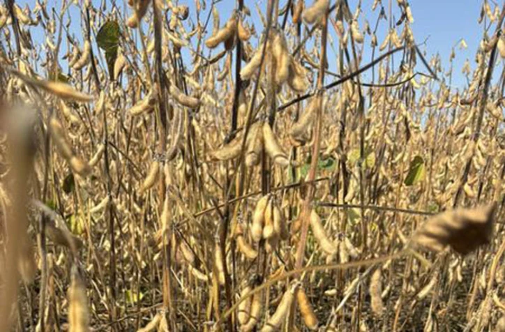 KZPRiRB: średnia cena soi powoli pnie się w górę