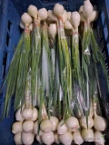 Sprzedam cebulę ze szczypiorem