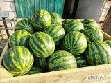 Sprzedam polskiego arbuza. Bardzo dobrej jakości, dojrzały, słodki, pachnący, dostępny od ręki. Ilość 200t, cena do negocjacji na...