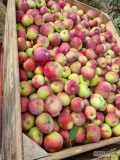 Sprzedam jablko Lobo 18 skrzyń za wagę  zapraszam 