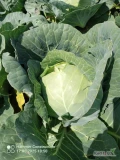 Sprzedam kapustę białą młodą zdrowa bez szkodników i zgnilizny waga2-4kg więcej informacji na numer 662165503.