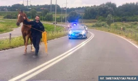 Koń wystraszył się burzy i... pogalopował ekspresówką