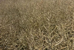 Rzepakowe spadki na koniec tygodnia