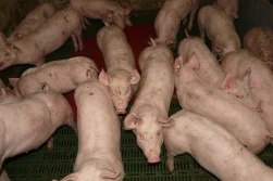 Pasze GMO zostaną do 2030 roku