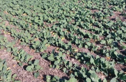 Jak zredukować koszty nawożenia?