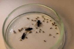 IOR-PIB: jak odróżnić śmietkę od miniarki?