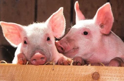 Analitycy sprawdzili wpływ ASF na sektor trzody chlewnej